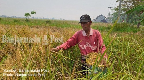 ketahanan pangan di banjar